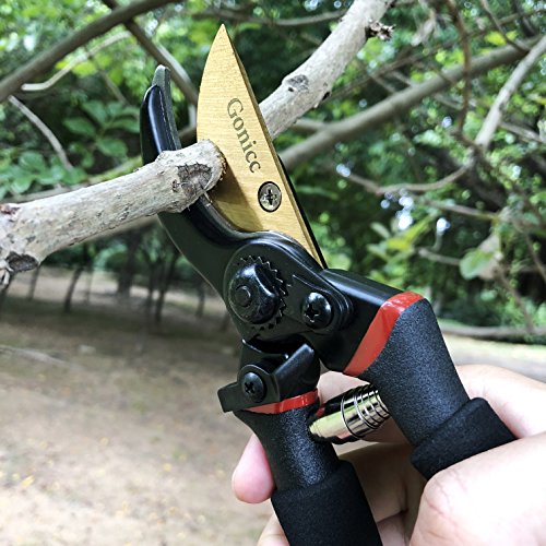 Best image of pruning shears