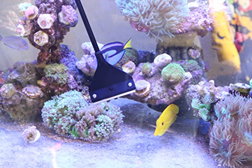 Best image of algae scrapers