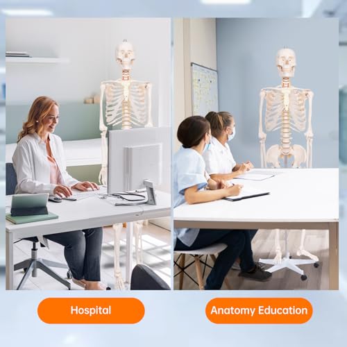 Best image of anatomical skeletons