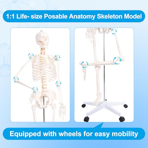 Best image of anatomical skeletons