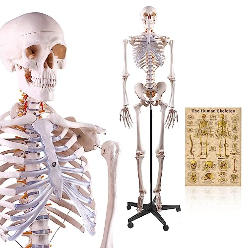 11 Best Anatomical Skeletons - Our Picks, Alternatives & Reviews ...