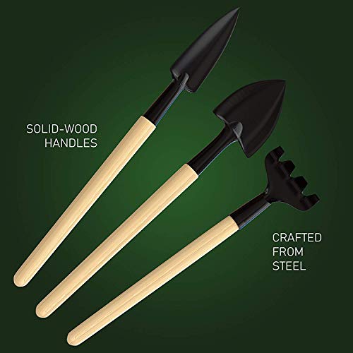 Best image of bonsai tool sets