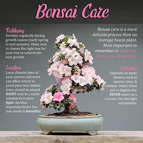 Best image of bonsai tool sets