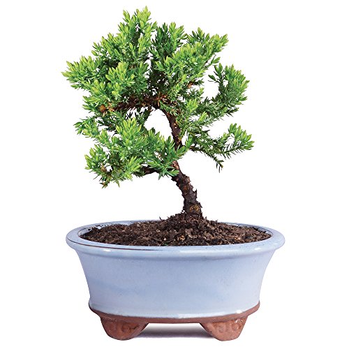 Best image of bonsai trees