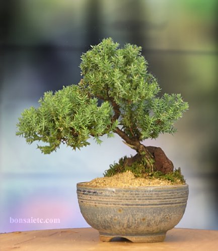 Best image of bonsai trees