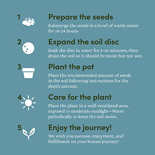 Best image of bonsai trees