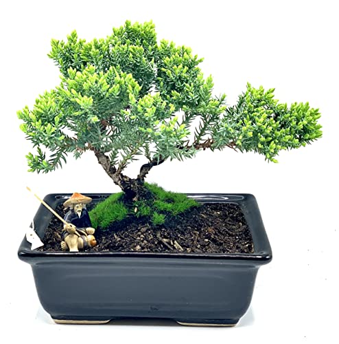 Buy Bonsai Tree Seed Starter Kit - Mini Bonsai Plant Growing Kit, 4 Types  of Seeds, Potting Soil, Jute Bags, Pruning Shears Scissor Tool, Plant  Markers, Wood Gift Box, Day Gardening Gifts