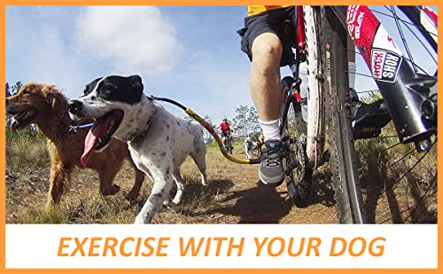 Best image of dog bicycle leashes