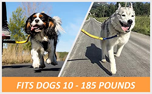 Best image of dog bicycle leashes