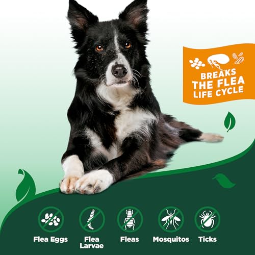 Best image of dog flea treatments