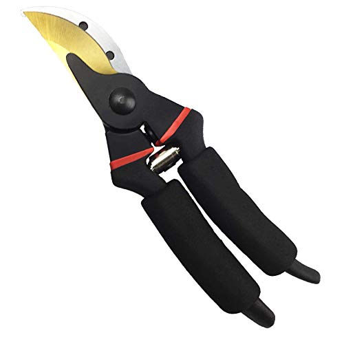 Best image of pruning shears