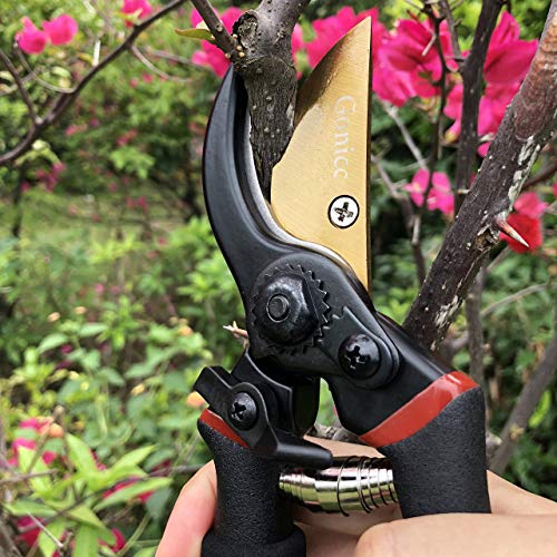 Best image of pruning shears