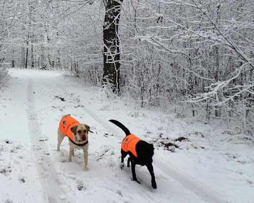 Best image of reflective dog vests