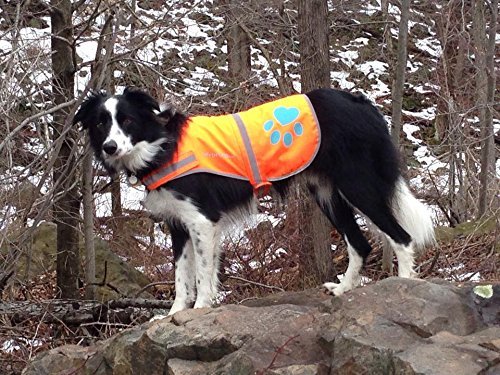 Best image of reflective dog vests