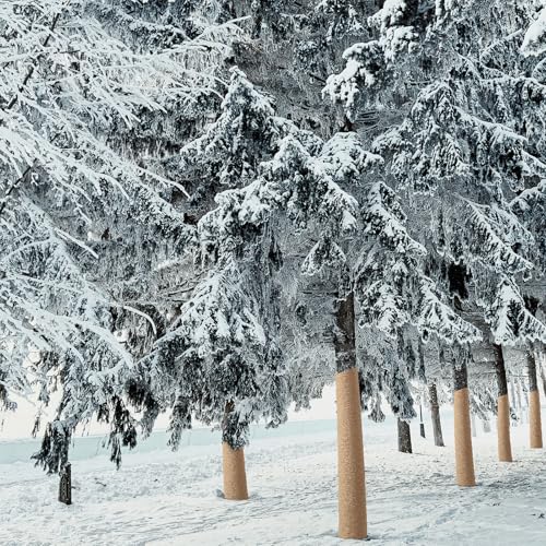 Best image of tree wraps