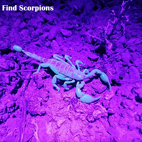 Best image of uv flashlights